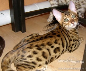 macka-bengalska.jpeg